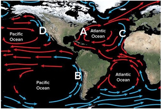 <strong>Which of the following shows the location of the Gulf Stream? </strong> A)A B)B C)C D)D