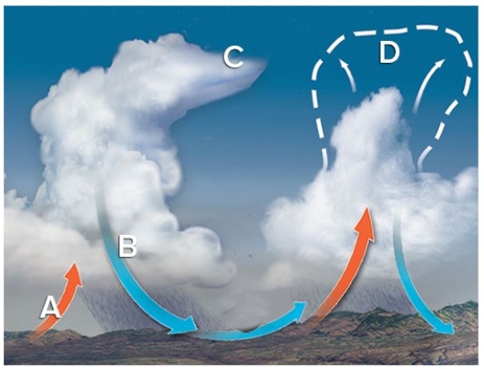 <strong>The best evidence of vertical wind shear in this development of a multicell thunderstorm is at  </strong> A)A. B)B. C)C. D)D. <div style=padding-top: 35px> 