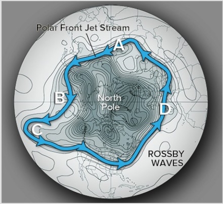 <strong>Which of the following locations shows the best development of a Rossby wave ridge? </strong> A)A B)B C)C D)D