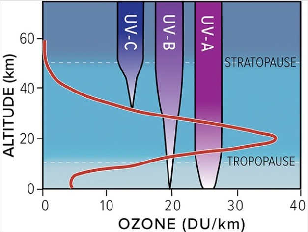 <strong>The atmosphere is mainly transparent to this form of ultraviolet radiation? </strong> A)UV-C B)UV-B C)UV-A D)The atmosphere is equally transparent to UV-A,UV-B,and UV-C radiation.
