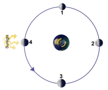 <strong>This figure shows the moon at four different positions,representing four different times,as it orbits around Earth.At which position would there be a new moon as seen from Earth?  </strong> A)1 B)2 C)3 D)4 <div style=padding-top: 35px> 