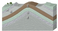<strong>Which site in the accompanying cross section is the most likely setting for an oil field? </strong> A)limestone at A B)shale at B C)sandstone at C D)limestone at D E)thick shale at E