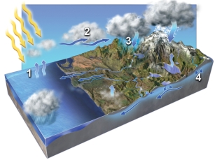 <strong>In which areas on the accompanying figure is condensation occurring?  </strong> A)1 and 2 B)2 and 3 C)3 and 4 D)1 and 3 E)2 and 4 <div style=padding-top: 35px> 