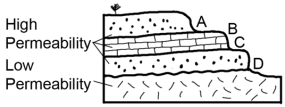 Which of the sites on this cross section would be the most likely place for a spring?