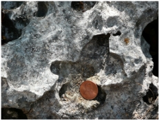 <strong>What is the main type of weathering illustrated by this weathered limestone? </strong> A)physical weathering B)dissolution C)oxidation D)exfoliation