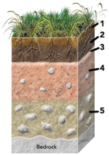 <strong>Which of the numbered soil horizons are most likely to represent an accumulation of organic debris? </strong> A)1 and 2 B)2 and 3 C)3 and 4 D)4 and 5 E)all of these