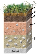 <strong>Which of the numbered soil horizons is most likely to have remnants of weathered bedrock? </strong> A)1 B)2 C)3 D)4 E)5