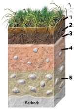 <strong>Which of the numbered soil horizons is most likely to have clay or calcium carbonate? </strong> A)1 B)2 C)3 D)4 E)5