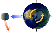 <strong>With the Moon in this position,which area will experience high tide? </strong> A)1 B)2 C)3 D)1 and 3 E)2 and 4