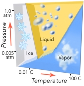 <strong>This diagram shows the conditions under which the three phases of water can exist.Which of the following is NOT true? </strong> A)increasing temperature can cause ice to become liquid B)increasing temperature can cause liquid to become vapor C)at low pressure,increasing temperature can cause ice to become vapor D)decreasing pressure can convert vapor to ice or a liquid