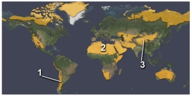 <strong>The area marked by number 2 on this figure is a desert primarily because: </strong> A)it is in the rainshadow of a mountain range B)it is cooled by cold currents from the Arctic C)it is within the interior of a continent D)it experiences dry,descending air in the subtropics