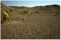 <strong>Which of the following landscape features is shown in this photograph? </strong> A)caliche B)playa C)sand dune D)desert pavement E)rain forest