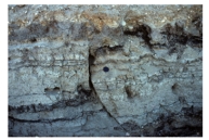 <strong>In the trench pictured to the right,the information most important to a geologist studying a prehistoric earthquake is: </strong> A)there are layers of sediment and soil B)the sediment is light colored C)there is a vertical crack in the trench wall D)the layers have been offset a measurable distance across a crack