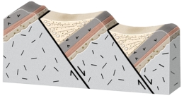 <strong>What will happen during movement on these normal faults? </strong> A)the crust will thicken and the region will be uplifted B)the crust will thin and the region will be uplifted C)the fault blocks will rotate in the same direction,like books sliding on a shelf D)the blocks will be uplifted or downdropped with only minor rotation