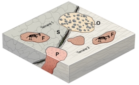<strong>Which feature on this figure formed during the time when these two terranes joined? </strong> A)sediment with fossils (F) B)the overlapping sedimentary unit (O) C)the pluton (P) D)the shear zone and fault (S) E)all of these