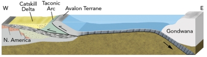 <strong>What geologic events are expressed in this cross section showing the interpreted geologic setting of the eastern U.S.during middle Paleozoic time? </strong> A)the collision of an island arc with eastern North America B)the collision of a microcontinent with eastern North America C)a foreland basin D)a future continental collision E)all of these