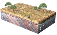 <strong>Which of the four numbered features on this figure is the oldest? </strong> A)1 B)2 C)3 D)4