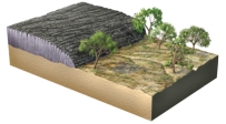 <strong>The geologic relationships in this figure indicate that the lava flow: </strong> A)pushed the trees over B)overlies an angular unconformity C)is younger than the landscape surface partially covered by the lava flow D)that materials beneath the lava flow were uplifted from great depth