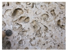 <strong>The impressions of fossil shells in this photograph probably indicate that the rock was deposited: </strong> A)by the wind B)in the sea C)in a dry climate D)in a forest