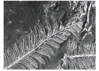 <strong>The fossil fern in this photograph probably indicate that the rock was deposited: </strong> A)by the wind B)in the deep ocean C)in the shallow ocean D)on land