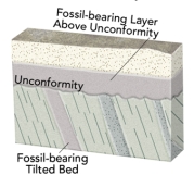<strong>What would fossil ages from the geologic timescale tell us about the age of this unconformity? </strong> A)The unconformity is younger than the fossil ages on the tilted bed. B)The unconformity is older than the fossil ages in layers above the unconformity. C)The amount of time represented by the unconformity can be approximately bracketed by the ages of the fossils above and below. D)All of these.
