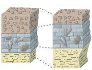 <strong>If you were trying to correlate these two sequences of rocks,what would probably be the most straightforward strategy to use? </strong> A)determine numeric ages on pieces of rock in the landslide on top B)compare the fossils of the middle layers C)compare the thicknesses of the middle layer D)compare the thicknesses of the lower layer