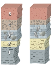 <strong>This figure shows two sections of rocks.What is the surest way to correlate a unit in one section to a unit in the other section? </strong> A)match the similar sequence of rocks B)find a distinctive unit in both sections C)find two layers that both contain fossils D)physically trace a unit through the landscape from one section to another