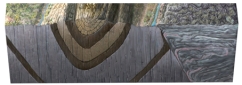 How would you describe the fold shown in this cross section?