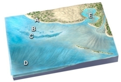 <strong>Fine-grained sediment would most likely be present at: </strong> A)the beach at A and lagoon at B B)the lagoon at B and coral reef at C C)the coral reef at C and deep seafloor at D D)the beach at A and coral reef at C E)the lagoon at B and deep seafloor at D