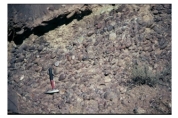 <strong>What type of rock is shown in this photograph? </strong> A)conglomerate B)breccia C)sandstone D)siltstone or shale