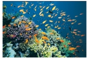 <strong>What type of rock would you form in this coral reef? </strong> A)rock salt and other evaporite minerals B)limestone C)coal D)chert E)iron formation