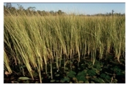 <strong>What type of rock would you form in this plant-rich swamp? </strong> A)rock salt and other evaporite minerals B)limestone C)coal D)chert E)iron formation