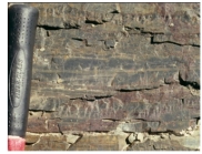 <strong>This photograph shows chert.How does it form? </strong> A)evaporation of water in a lake or sea B)accumulation of microscopic organisms composed of calcium carbonate C)precipitation from seawater early in Earth's history D)accumulation of silica-rich organisms or mixing of seawater and groundwater