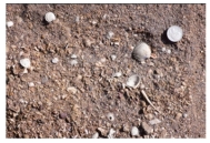 <strong>This sandstone includes shells of marine creatures that live in shallow water.What is the most likely environment in which it formed? </strong> A)sand dunes B)river C)beach next to a sea D)deep-water turbidity currents