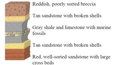 Which of the rock layers in this figure was most likely deposited in a shoreline environment?  