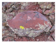 <strong>What type of basaltic feature is shown in this photograph? </strong> A)vesicles B)volcanic bomb C)aa lava flow D)pahoehoe lava flow E)pyroclastic flow