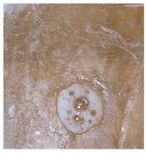 <strong>What mineral is shown in this photograph? </strong> A)quartz B)feldspar C)calcite D)hematite E)magnetite