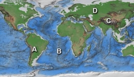 <strong>Which area(s)on this world map is likely to have volcanoes above sea level?  </strong> A)A B)B C)C D)D <div style=padding-top: 35px> 