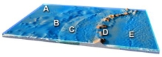<strong>Which feature on this figure is formed by melting of mantle above the slab?  </strong> A)A B)B C)C D)D E)E <div style=padding-top: 35px> 