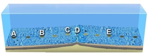 <strong>On the accompanying figure,which letter is likely over oceanic crust that is similar in age to that beneath letter E?  </strong> A)A and B B)B C)C D)D <div style=padding-top: 35px> 