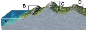 Which letter on the accompanying figure indicates the elevation?