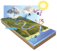 <strong>Which arrows in this figure indicates ultraviolet energy,an external energy source? </strong> A)A B)B C)C D)D
