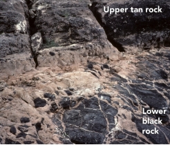 <strong>Which of the following are valid criteria for inferring the relative ages of the two rock types in this photograph? </strong> A) The black rock is younger because it is on the bottom. B) The tan rock is younger because it contains pieces of the black rock. C) The black rock is younger because it is crosscut by the tan rock. D) The evidence is contradictory about the relative ages of these two rocks.