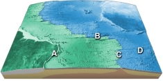 <strong>On this map of the South Atlantic, which letter is on a site of seafloor spreading? </strong> A) A B) B C) C D) D E) E
