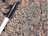<strong>What texture is displayed by the igneous rock in this photograph? </strong> A) vesicles B) breccia C) porphyritic D) glassy E) none of these