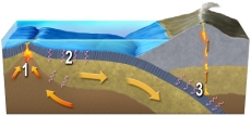 <strong>Which number of this figure indicates transfer of thermal energy by conduction? </strong> A) 1, heating of adjacent rocks by a magma B) 2, cooling of hot lithosphere by contact with cooler rocks and seawater C) 3, heating of the subducted plate by contact with hotter overlying materials D) all of these