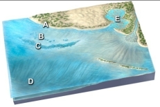 <strong>Which of the following sites would most likely have turbidity currents? </strong> A) beach at A B) lagoon at B C) coral reef at C D) deep seafloor at D E) tidal flat at E