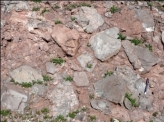 <strong>What type of rock is shown in this photograph? </strong> A) conglomerate B) breccia C) sandstone D) siltstone or shale