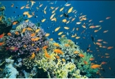 <strong>What type of rock would you form in this coral reef? </strong> A) rock salt and other evaporite minerals B) limestone C) coal D) chert E) iron formation