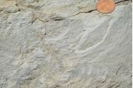<strong>This photograph shows chalk. How is it formed? </strong> A) evaporation of water in a lake or sea B) accumulation of microscopic organisms composed of calcium carbonate C) precipitation from seawater early in Earth's history D) accumulation of silica-rich organisms or mixing of seawater and groundwater